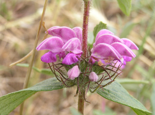 Phlomis herba-venti / Salvione roseo